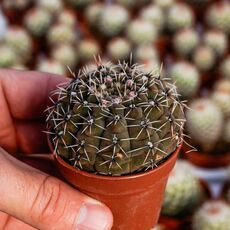 GYMNOCALYCIUM QUEHLIANUM, image 