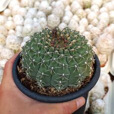 GYMNOCALYCIUM QUEHLIANUM, image 