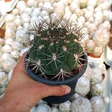 GYMNOCALYCIUM SAGLIONIS, image 