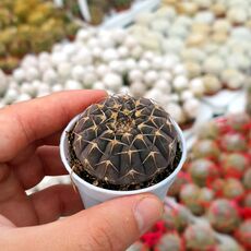 GYMNOCALYCIUM STELLATUM, image 