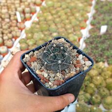 GYMNOCALYCIUM STRIGLIANUM, image 