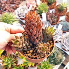 HAWORTHIA REINWARDTII, image 