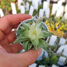 HAWORTHIA KORIZATONISHIKI VARIEGATA, image 