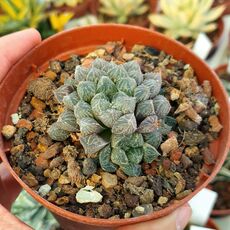 HAWORTHIA MIRROR BALL, image 
