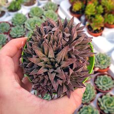 HAWORTHIA SUGAR CANDY HYBRID, image 