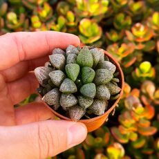 HAWORTHIA SUGAR PLUM, image 