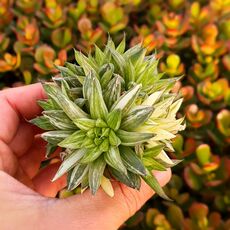 HAWORTHIA MARUMIANA VARIEGATA, image 
