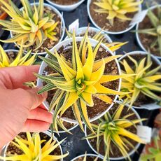 HAWORTHIA ATTENUATA VARIEGATA, image 