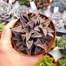 HAWORTHIA COMPTONIANA HYBRID, image 