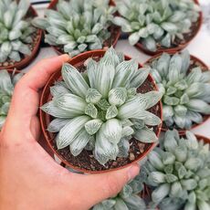 HAWORTHIA COOPERI V. PILIFERA VARIEGATA, image 
