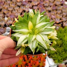 HAWORTHIA CYMBIFORMIS VARIEGATA, image 