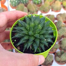 HAWORTHIA EMELYAE VAR. MULTIFOLIA, image 