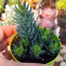 HAWORTHIA GLAUCA V. HERREI, image , 2 image