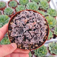 HAWORTHIA KEGANII X HAWORTHIA MIRROR BALL, image 