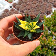 HAWORTHIA LIMIFOLIA VARIEGATA, image 