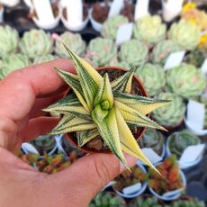 HAWORTHIA LIMIFOLIA F. SPIRALIS VARIEGATA, image 