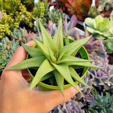HAWORTHIA LIMIFOLIA V.  UBOMBOENSIS, image 