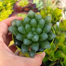 HAWORTHIA OBTUSA, image , 3 image