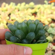 HAWORTHIA OBTUSA, image , 2 image