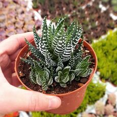 HAWORTHIA PAPILLOSA, image 
