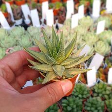HAWORTHIA PUMILA AUREA VARIEGATA, image 