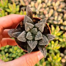 HAWORTHIA PYGMAEA HYBRID (SELECTED HYBRID), image 