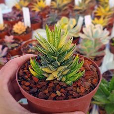 HAWORTHIA REINWARDTII VARIEGATA, image _ab__is.image_number.default