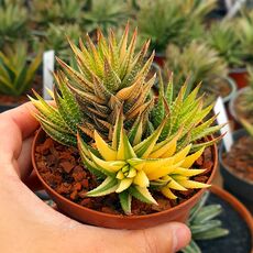 HAWORTHIA REINWARDTII VARIEGATA, image 