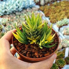 HAWORTHIA REINWARDTII VARIEGATA, image _ab__is.image_number.default