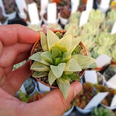 HAWORTHIA RETUSA AUREA VARIEGATA, image 