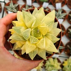 HAWORTHIA RETUSA AUREA VARIEGATA, image 
