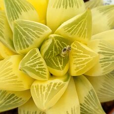 HAWORTHIA RETUSA AUREA VARIEGATA, image _ab__is.image_number.default