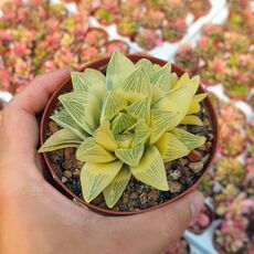 HAWORTHIA RETUSA AUREA VARIEGATA, image _ab__is.image_number.default