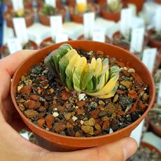 HAWORTHIA TRUNCATA CV. LIME GREEN VARIEGATA, image , 2 image