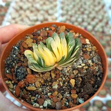 HAWORTHIA TRUNCATA CV. LIME GREEN VARIEGATA, image 