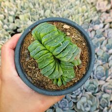 HAWORTHIA TRUNCATA CV. LIME GREEN, image 