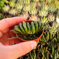 HAWORTHIA TRUNCATA CV. LIME GREEN, image 
