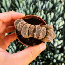 HAWORTHIA TRUNCATA HYBRID (SELECTED HYBRID), image 