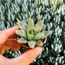 HAWORTHIA TURGIDA GREY GHOST, image 