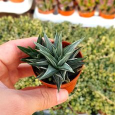 HAWORTHIA VISCOSA ALBA VARIEGATA, image 