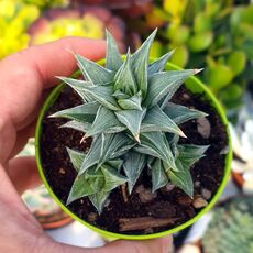 HAWORTHIA VISCOSA ALBA VARIEGATA, image 