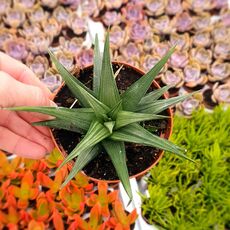 HAWORTHIA VISCOSA ALBA VARIEGATA, image 