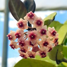 HOYA OBOVATA, image _ab__is.image_number.default