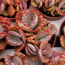 KALANCHOE HUMILIS, image _ab__is.image_number.default