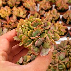 KALANCHOE HUMILIS, image _ab__is.image_number.default