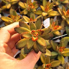 KALANCHOE TOMENTOSA RUBRA, image 
