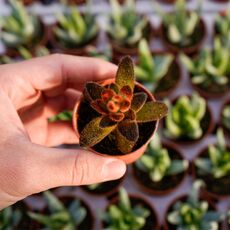 KALANCHOE TOMENTOSA CHOCOLATE SOLDIER, image 