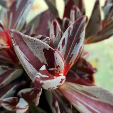 LENOPHYLLUM GUTTATUM VARIEGATA, image _ab__is.image_number.default