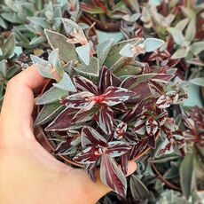 LENOPHYLLUM GUTTATUM VARIEGATA, image 