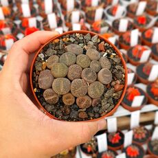 LITHOPS AUCAMPIAE C046, image 